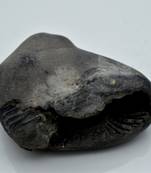 Nepal Gandaki River Original Shaligram Shila Idol Shri Vishnu For Tulsi Puja Stone Fossil In Size (Max: 7 CM) ID-275