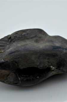 Nepal Gandaki River Original Shaligram Shila Idol Shri Vishnu For Tulsi Puja Stone Fossil In Size (Max: 7 CM) ID-276