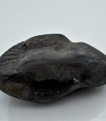 Nepal Gandaki River Original Shaligram Shila Idol Shri Vishnu For Tulsi Puja Stone Fossil In Size (Max: 7 CM) ID-276