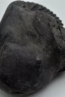 Nepal Gandaki River Original Shaligram Shila Idol Shri Vishnu For Tulsi Puja Stone Fossil In Size (Max: 7 CM) ID-276