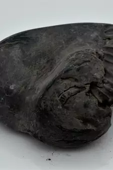 Nepal Gandaki River Original Shaligram Shila Idol Shri Vishnu For Tulsi Puja Stone Fossil In Size (Max: 7 CM) ID-276