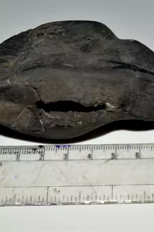 Nepal Gandaki River Original Shaligram Shila Idol Shri Vishnu For Tulsi Puja Stone Fossil In Size (Max: 7 CM) ID-276