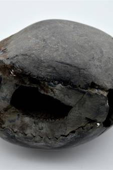 Nepal Gandaki River Original Shaligram Shila Idol Shri Vishnu For Tulsi Puja Stone Fossil In Size (Max: 7 CM) ID-277