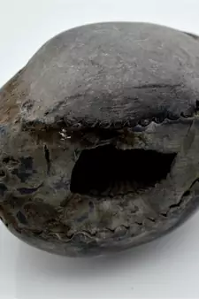 Nepal Gandaki River Original Shaligram Shila Idol Shri Vishnu For Tulsi Puja Stone Fossil In Size (Max: 7 CM) ID-277
