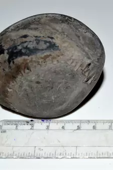 Nepal Gandaki River Original Shaligram Shila Idol Shri Vishnu For Tulsi Puja Stone Fossil In Size (Max: 7 CM) ID-277