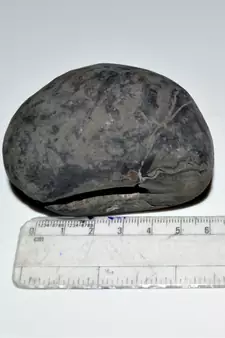 Nepal Gandaki River Original Shaligram Shila Idol Shri Vishnu For Tulsi Puja Stone Fossil In Size (Max: 7 CM) ID-278