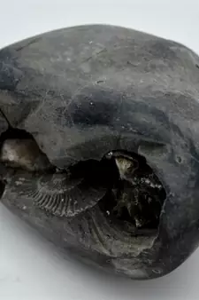 Nepal Gandaki River Original Shaligram Shila Idol Shri Vishnu For Tulsi Puja Stone Fossil In Size (Max: 7 CM) ID-280