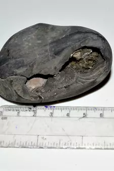 Nepal Gandaki River Original Shaligram Shila Idol Shri Vishnu For Tulsi Puja Stone Fossil In Size (Max: 7 CM) ID-280
