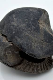 Nepal Gandaki River Original Shaligram Shila Idol Shri Vishnu For Tulsi Puja Stone Fossil In Size (Max: 7 CM) ID-282