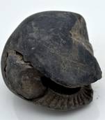 Nepal Gandaki River Original Shaligram Shila Idol Shri Vishnu For Tulsi Puja Stone Fossil In Size (Max: 7 CM) ID-282