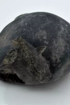 Nepal Gandaki River Original Shaligram Shila Idol Shri Vishnu For Tulsi Puja Stone Fossil In Size (Max: 7 CM) ID-282