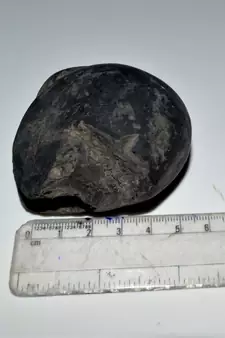 Nepal Gandaki River Original Shaligram Shila Idol Shri Vishnu For Tulsi Puja Stone Fossil In Size (Max: 7 CM) ID-282