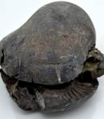 Nepal Gandaki River Original Shaligram Shila Idol Shri Vishnu For Tulsi Puja Stone Fossil In Size (Max: 7 CM) ID-283