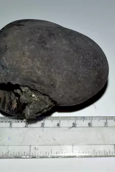 Nepal Gandaki River Original Shaligram Shila Idol Shri Vishnu For Tulsi Puja Stone Fossil In Size (Max: 7 CM) ID-283
