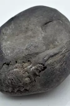 Nepal Gandaki River Original Shaligram Shila Idol Shri Vishnu For Tulsi Puja Stone Fossil In Size (Max: 7 CM) ID-285