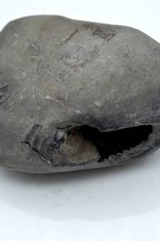 Nepal Gandaki River Original Shaligram Shila Idol Shri Vishnu For Tulsi Puja Stone Fossil In Size (Max: 7 CM) ID-286