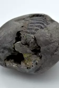 Nepal Gandaki River Original Shaligram Shila Idol Shri Vishnu For Tulsi Puja Stone Fossil In Size (Max: 7 CM) ID-289