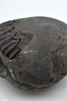 Nepal Gandaki River Original Shaligram Shila Idol Shri Vishnu For Tulsi Puja Stone Fossil In Size (Max: 7 CM) ID-289