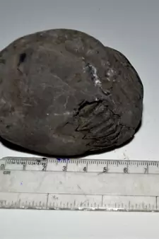 Nepal Gandaki River Original Shaligram Shila Idol Shri Vishnu For Tulsi Puja Stone Fossil In Size (Max: 7 CM) ID-289