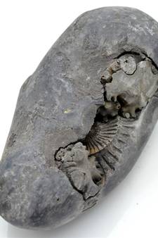 Nepal Gandaki River Original Shaligram Shila Idol Shri Vishnu For Tulsi Puja Stone Fossil In Size (Max: 7 CM) ID-290