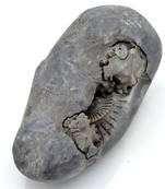 Nepal Gandaki River Original Shaligram Shila Idol Shri Vishnu For Tulsi Puja Stone Fossil In Size (Max: 7 CM) ID-290