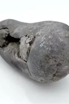 Nepal Gandaki River Original Shaligram Shila Idol Shri Vishnu For Tulsi Puja Stone Fossil In Size (Max: 7 CM) ID-290