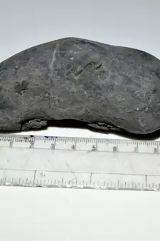 Nepal Gandaki River Original Shaligram Shila Idol Shri Vishnu For Tulsi Puja Stone Fossil In Size (Max: 7 CM) ID-290