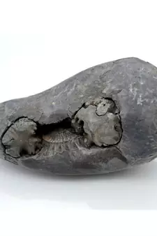 Nepal Gandaki River Original Shaligram Shila Idol Shri Vishnu For Tulsi Puja Stone Fossil In Size (Max: 7 CM) ID-290