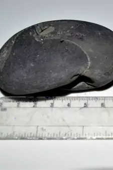 Nepal Gandaki River Original Shaligram Shila Idol Shri Vishnu For Tulsi Puja Stone Fossil In Size (Max: 7 CM) ID-291