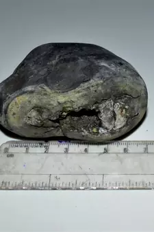 Nepal Gandaki River Original Shaligram Shila Idol Shri Vishnu For Tulsi Puja Stone Fossil In Size (Max: 7 CM) ID-292