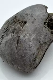 Nepal Gandaki River Original Shaligram Shila Idol Shri Vishnu For Tulsi Puja Stone Fossil In Size (Max: 7 CM) ID-293