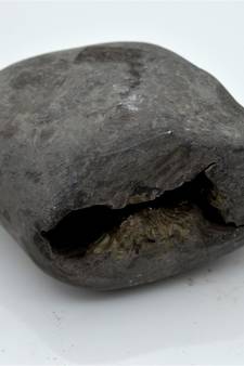 Nepal Gandaki River Original Shaligram Shila Idol Shri Vishnu For Tulsi Puja Stone Fossil In Size (Max: 7 CM) ID-294