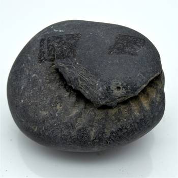 Nepal Gandaki River Original Shaligram Shila Idol Shri Vishnu For Tulsi Puja Stone Fossil In Size (Max: 7 CM) ID-296 1