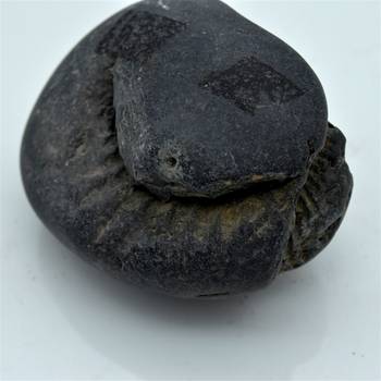 Nepal Gandaki River Original Shaligram Shila Idol Shri Vishnu For Tulsi Puja Stone Fossil In Size (Max: 7 CM) ID-296 2