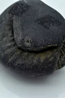 Nepal Gandaki River Original Shaligram Shila Idol Shri Vishnu For Tulsi Puja Stone Fossil In Size (Max: 7 CM) ID-296