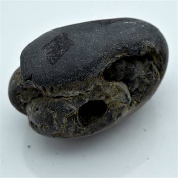 Nepal Gandaki River Original Shaligram Shila Idol Shri Vishnu For Tulsi Puja Stone Fossil In Size (Max: 7 CM) ID-296 3
