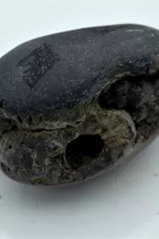 Nepal Gandaki River Original Shaligram Shila Idol Shri Vishnu For Tulsi Puja Stone Fossil In Size (Max: 7 CM) ID-296
