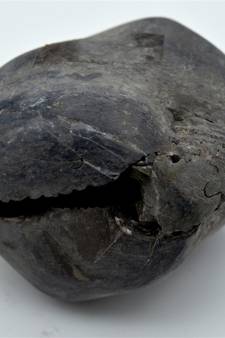 Nepal Gandaki River Original Shaligram Shila Idol Shri Vishnu For Tulsi Puja Stone Fossil In Size (Max: 7 CM) ID-297