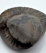 Nepal Gandaki River Original Shaligram Shila Idol Shri Vishnu For Tulsi Puja Stone Fossil In Size (Max: 7 CM) ID-298