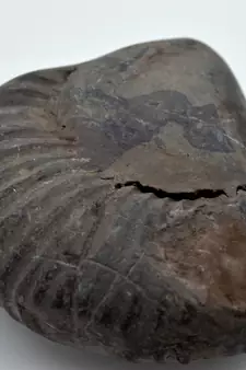 Nepal Gandaki River Original Shaligram Shila Idol Shri Vishnu For Tulsi Puja Stone Fossil In Size (Max: 7 CM) ID-298