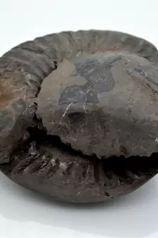 Nepal Gandaki River Original Shaligram Shila Idol Shri Vishnu For Tulsi Puja Stone Fossil In Size (Max: 7 CM) ID-298