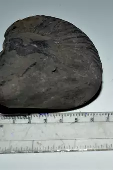 Nepal Gandaki River Original Shaligram Shila Idol Shri Vishnu For Tulsi Puja Stone Fossil In Size (Max: 7 CM) ID-298
