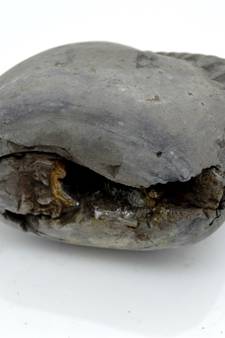 Nepal Gandaki River Original Shaligram Shila Idol Shri Vishnu For Tulsi Puja Stone Fossil In Size (Max: 7 CM) ID-299
