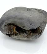 Nepal Gandaki River Original Shaligram Shila Idol Shri Vishnu For Tulsi Puja Stone Fossil In Size (Max: 7 CM) ID-299