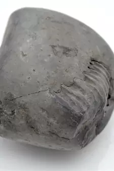 Nepal Gandaki River Original Shaligram Shila Idol Shri Vishnu For Tulsi Puja Stone Fossil In Size (Max: 7 CM) ID-299