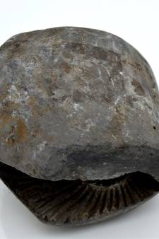 Nepal Gandaki River Original Shaligram Shila Idol Shri Vishnu For Tulsi Puja Stone Fossil In Size (Max: 7 CM) ID-300