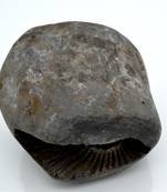 Nepal Gandaki River Original Shaligram Shila Idol Shri Vishnu For Tulsi Puja Stone Fossil In Size (Max: 7 CM) ID-300