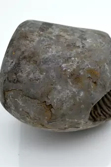 Nepal Gandaki River Original Shaligram Shila Idol Shri Vishnu For Tulsi Puja Stone Fossil In Size (Max: 7 CM) ID-300