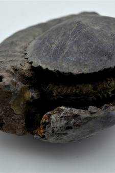 Nepal Gandaki River Original Shaligram Shila Idol Shri Vishnu For Tulsi Puja Stone Fossil In Size (Max: 7 CM) ID-301