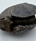 Nepal Gandaki River Original Shaligram Shila Idol Shri Vishnu For Tulsi Puja Stone Fossil In Size (Max: 7 CM) ID-301